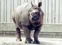 動物図鑑・インドサイ 4